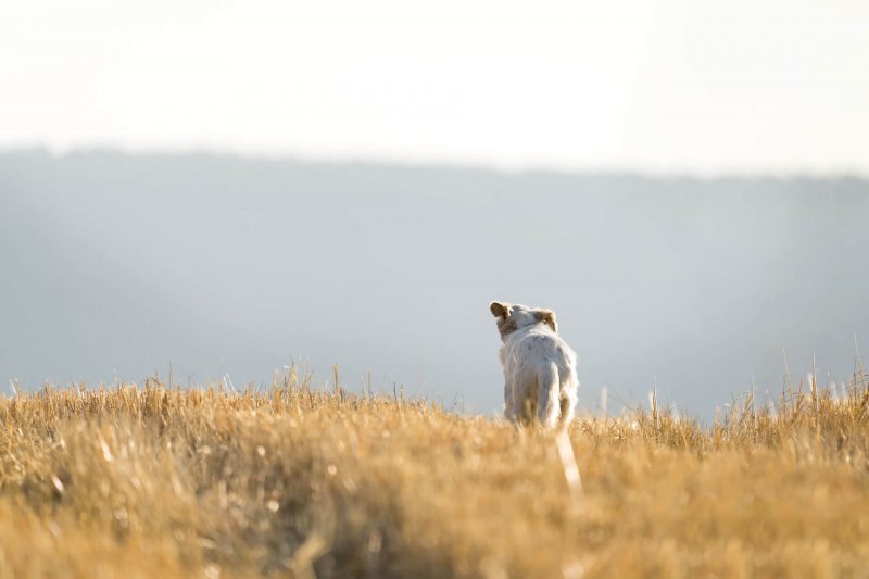 weggelopen-hond
