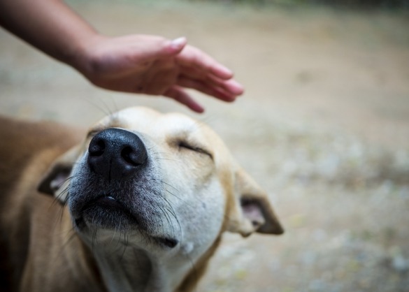hond-aaien-op-hoofd