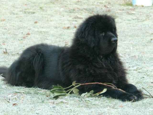 mona-4