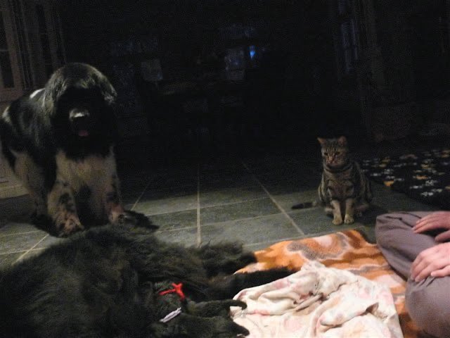 puppies-2
