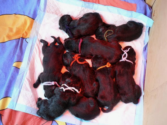 puppies